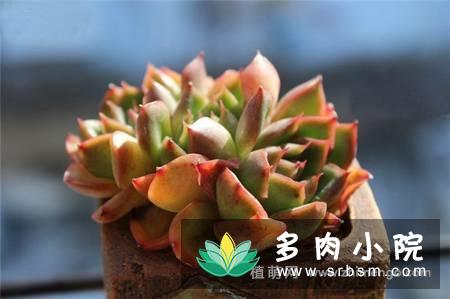 冰河世纪EcheveriaIge'景天科拟石莲花属多肉植物
