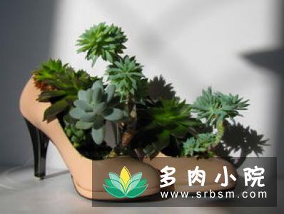 冰河世纪EcheveriaIge'景天科拟石莲花属多肉植物