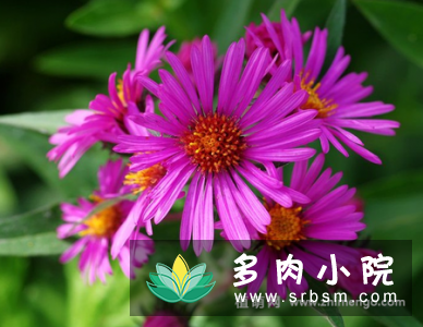 紫苑花图片:十五夜草,阴凉之地也能生长,花期8至10月