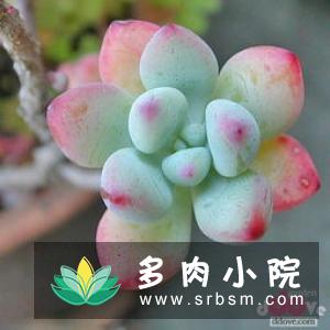 冰河世纪EcheveriaIge'景天科拟石莲花属多肉植物