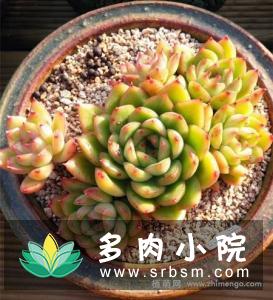 冰河世纪EcheveriaIge'景天科拟石莲花属多肉植物