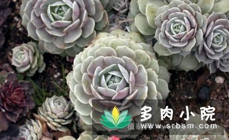 景天科拟石莲花属多肉植物露娜莲叶片无半透明边缘倒钟型