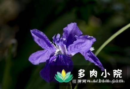20张紫色鸢尾花卉图片