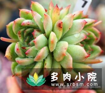 冰河世纪EcheveriaIge'景天科拟石莲花属多肉植物