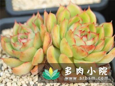 冰河世纪EcheveriaIge'景天科拟石莲花属多肉植物