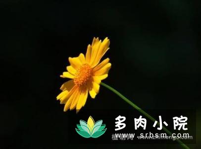 金鸡菊花卉图片