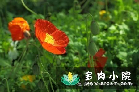 虞美人图片大全