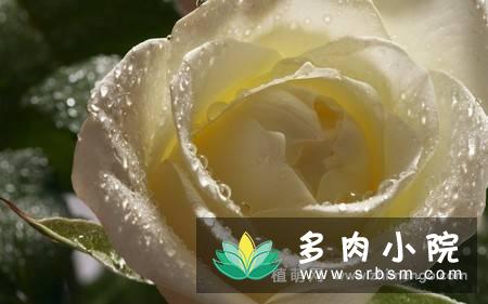 20张白玫瑰图片