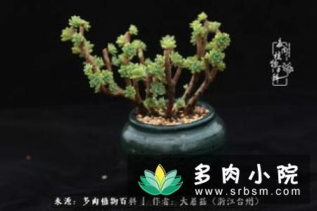 白凤多肉徒长怎么办，砍头挽救过程