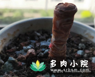 白凤多肉徒长怎么办，砍头挽救过程