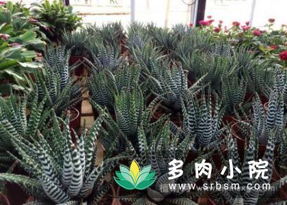条纹十二卷多肉图片