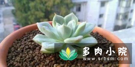 白凤多肉徒长怎么办，砍头挽救过程