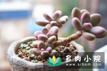 白凤多肉徒长怎么办，砍头挽救过程