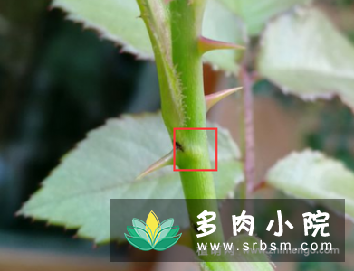 月季茎蜂虫害怎么办，直接用钢针扎
