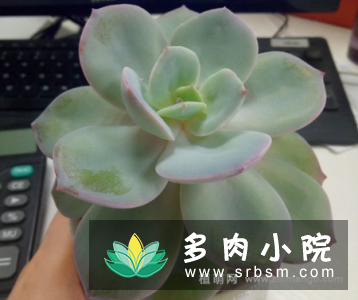 白凤多肉徒长怎么办，砍头挽救过程