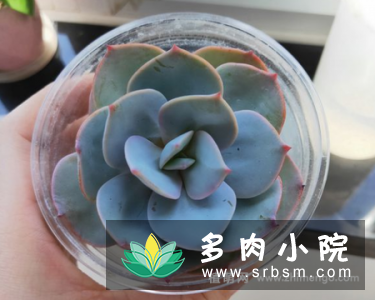 白凤多肉徒长怎么办，砍头挽救过程