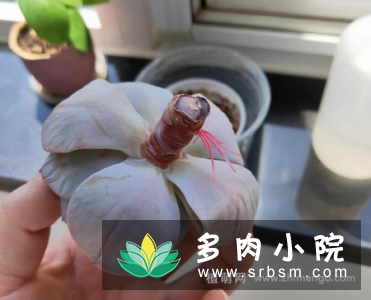 白凤多肉徒长怎么办，砍头挽救过程