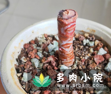 白凤多肉徒长怎么办，砍头挽救过程