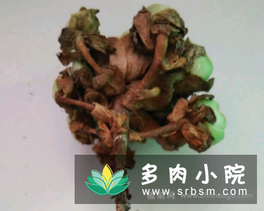 小球玫瑰叶子干枯怎么办，3种处理方法