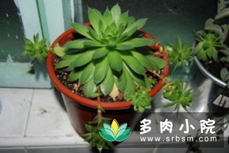蔷薇花叶子被虫子吃怎么办