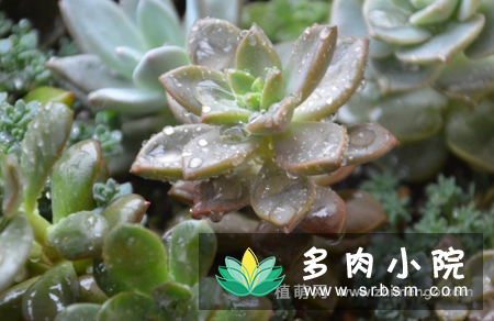 姬胧月掉叶子原因，5种原因导致