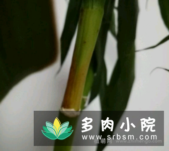 富贵竹茎部黄干枯怎么办，3种处理方法