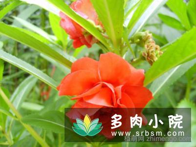 凤仙花烂根怎么办，凤仙花烂根处理方法