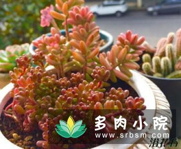 姬胧月掉叶子原因，5种原因导致