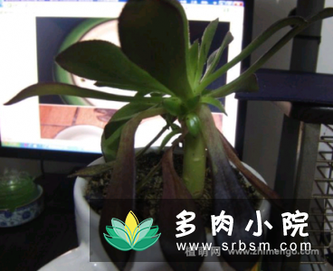 黑法师叶子变软下垂原因，怎么办