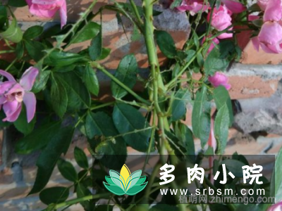 蔷薇花叶子被虫子吃怎么办