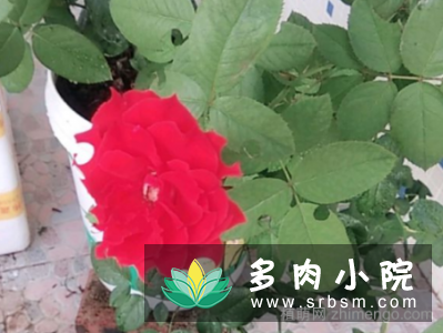 蔷薇花叶子被虫子吃怎么办