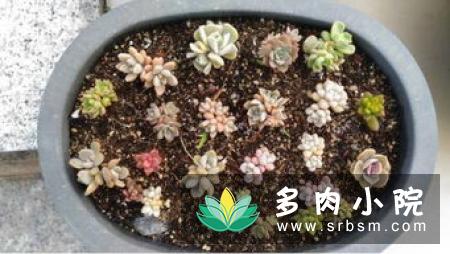 姬胧月掉叶子原因，5种原因导致