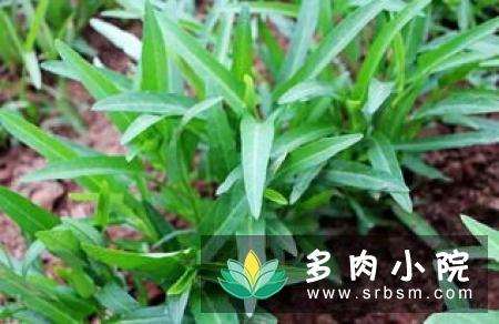 文竹种子播种种植方法，7步就可以完成