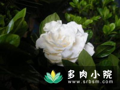 春天给栀子花换盆，栀子花开花旺盛