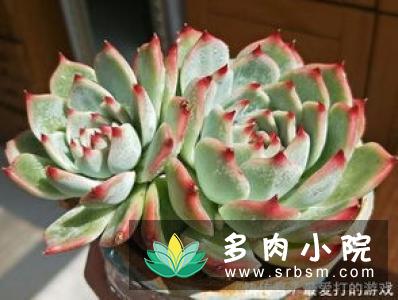 盆栽多肉植物怎么选择花盆，注意5点