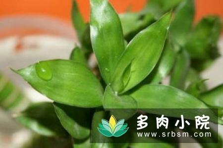 白凤菊养殖方法和注意事项