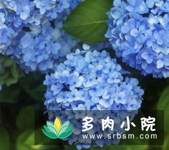 绣球花怎么换盆，春季绣球花换盆方法