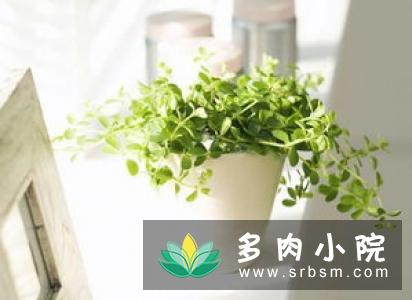 白凤菊养殖方法和注意事项