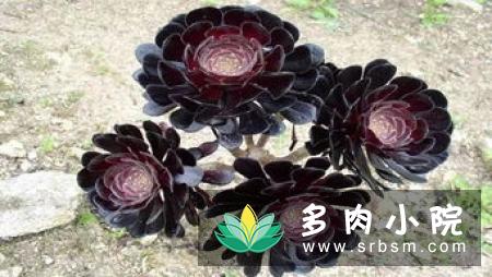 黑法师换盆方法，根系更强健，生长更旺盛