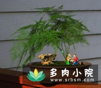 盆栽文竹养殖方法和注意事项