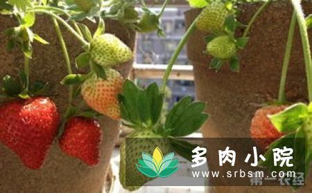 草莓土培改成水培方法，简单几部操作